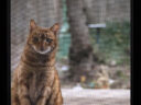 Photo réaliste pertinente pour protection fenetre chat en rénovation de fenêtre