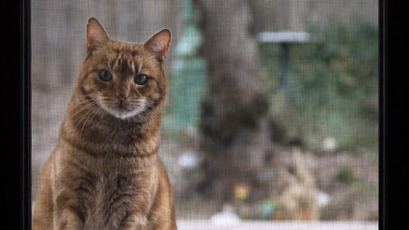 Photo réaliste pertinente pour protection fenetre chat en rénovation de fenêtre