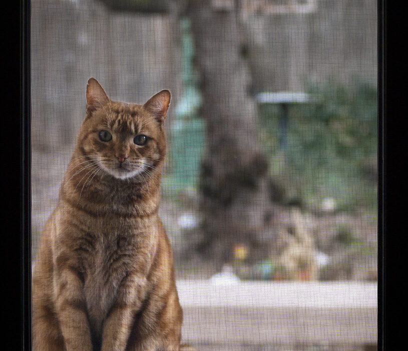 Protection fenêtre chat : sécuriser sans bloquer l’aération ni la lumière