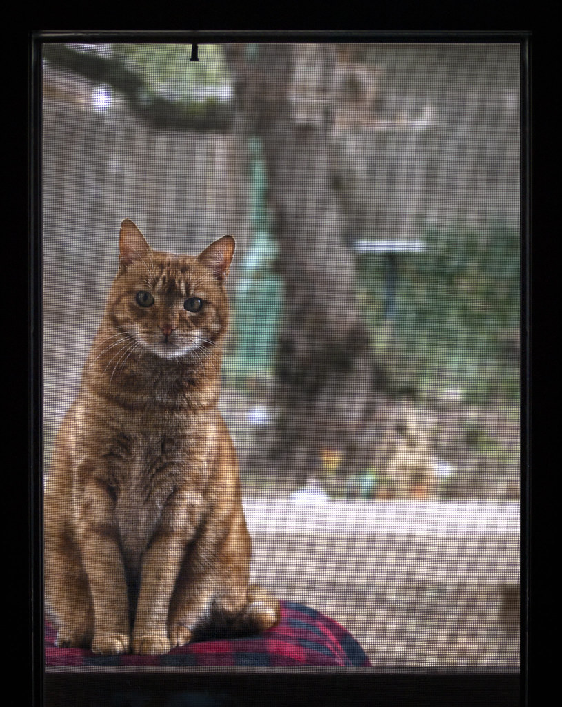 Photo réaliste pertinente pour protection fenetre chat en rénovation de fenêtre