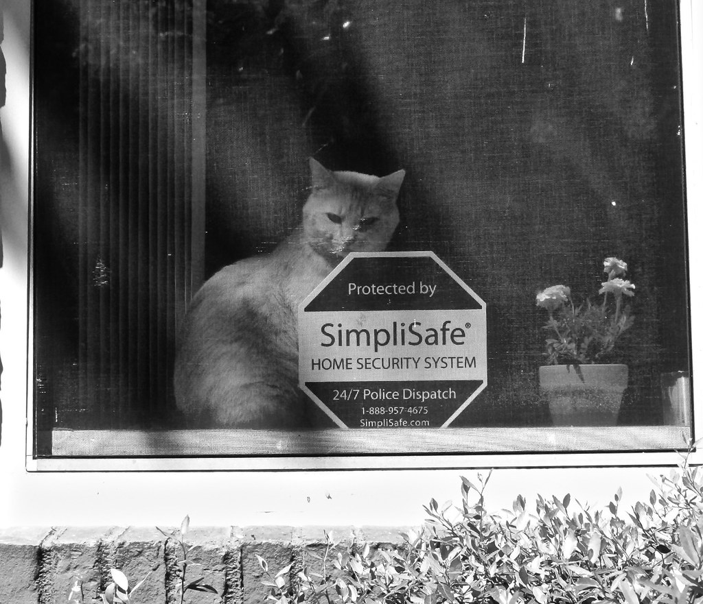 Photo réaliste pertinente pour protection fenetre chat en rénovation de fenêtre
